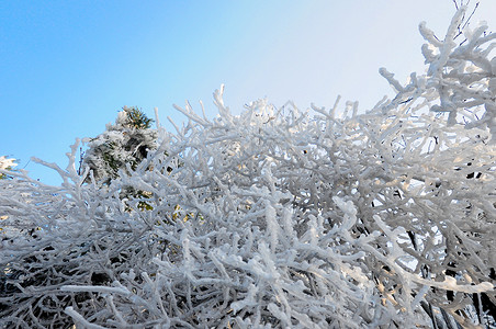 冬至下雪天滑雪运动卡通人物插画冬天冰雪树枝背景