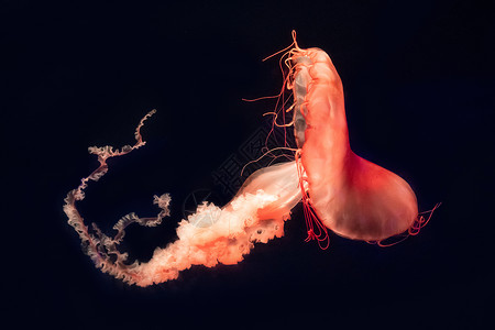 水母 海洋生物图片