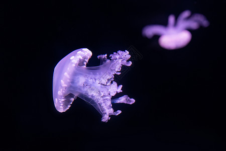 水生动物水母 海洋生物背景