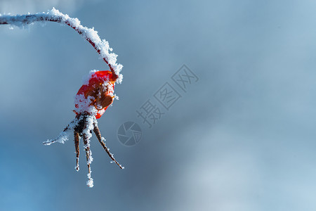 雪红果冬天冰霜覆盖的山刺玫背景
