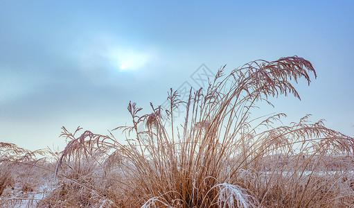 ps素材地被内蒙古冬季户外植被雪景背景