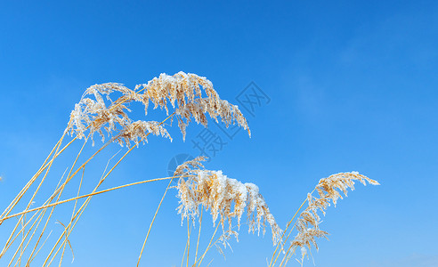 冬至素材免费内蒙古冬季户外植被雪景背景