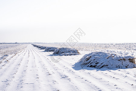 雪后的田地草堆高清图片