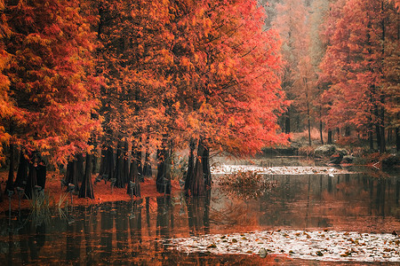 江苏南京钟山风景区秋冬的燕雀湖水杉林5A高清图片素材