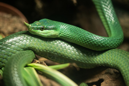 蛇冷血动物小毒蛇高清图片