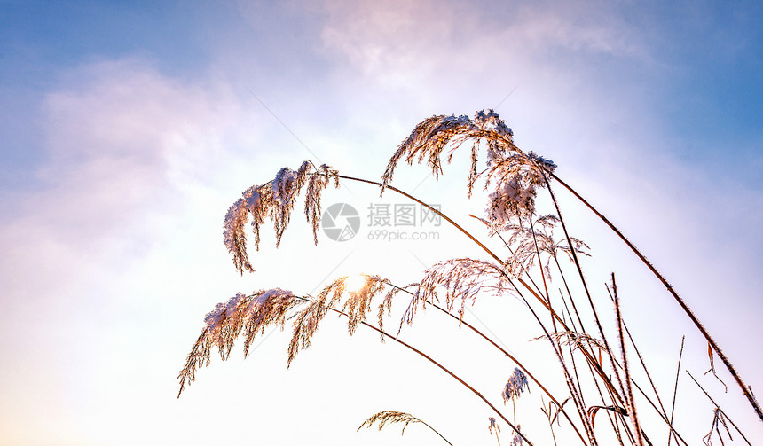 内蒙古冬季植物雪景图片