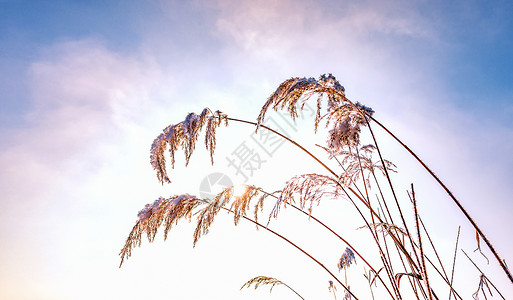 冬韵素材内蒙古冬季植物雪景背景