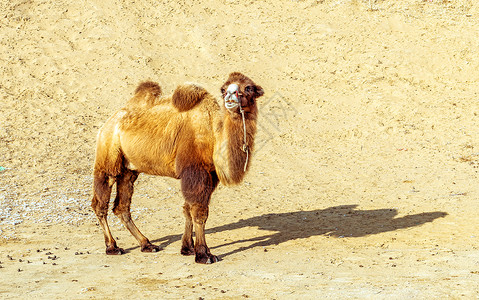 双峰内蒙古冬季沙漠骆驼背景