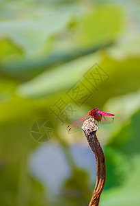 红蜻蜓背景图片