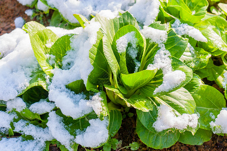 雪地里的青菜背景