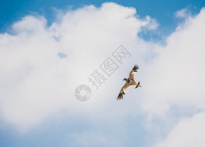 飞鸟鹰燕子飞翔天空中飞翔的鸟儿背景