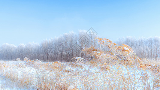寒冰素材内蒙古冬季树挂雪景背景