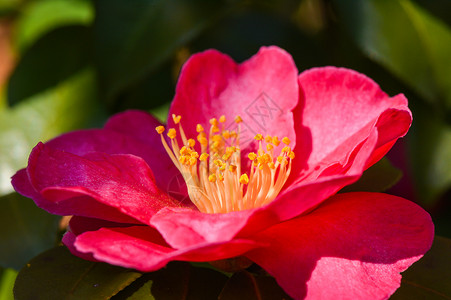 盛开红花冬日里的山茶花背景