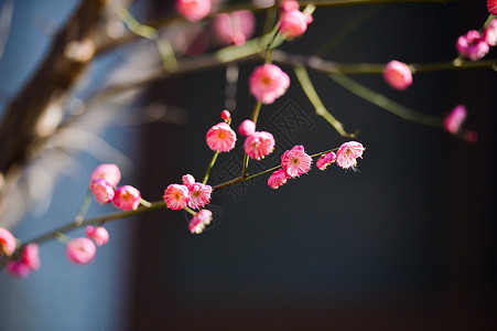 春节红梅盛开的梅花背景