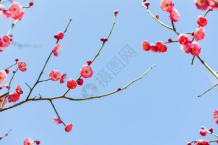 春节红梅盛开的梅花背景
