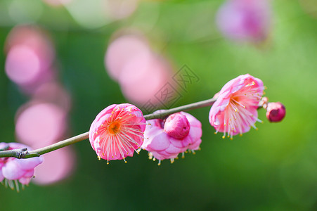 春节红梅盛开的梅花背景