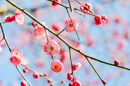 手绘梅花瓣盛开的梅花背景