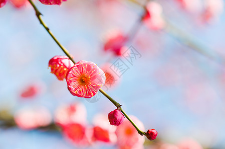红梅尔盛开的梅花背景