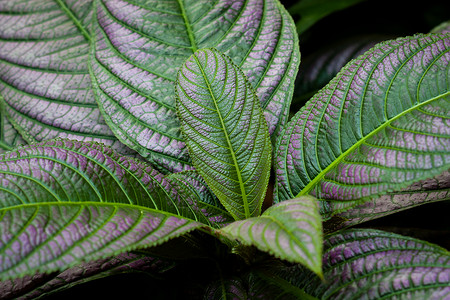 植物背紫金叶背景