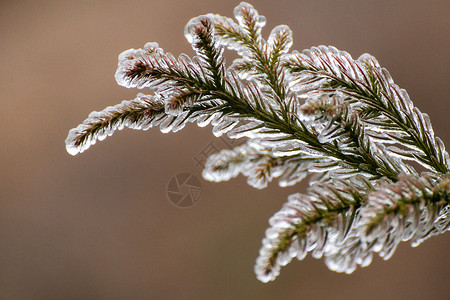 雪中树林特写结冰的树枝背景