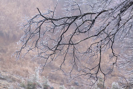 雪中树林特写结冰的树枝背景