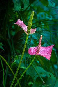 花烛花卉安蒂科高清图片