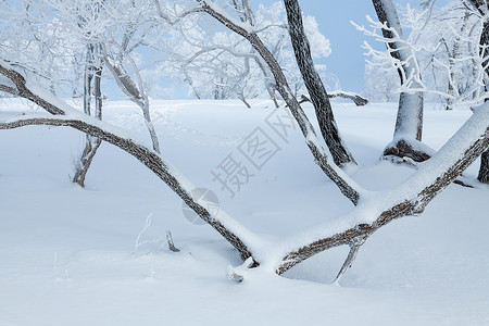 吉林亚龙湾景区冬天树挂风景背景图片