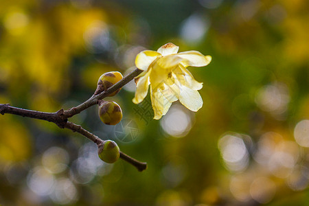 蜡梅春天开花的树枝高清图片