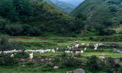 内蒙古高山牧场羊群高清图片