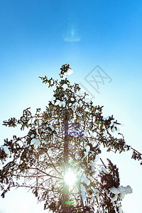 内蒙古冬季松树冰雪树挂背景图片