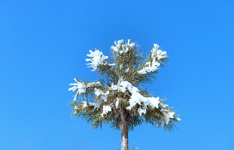 内蒙古冬季松树冰雪树挂背景图片