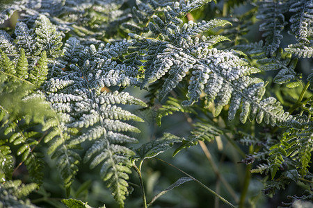 霜降蕨类植物摄影图片图片