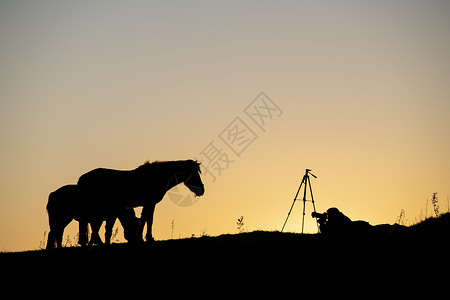 三脚架剪影清晨的摄影师与马背景
