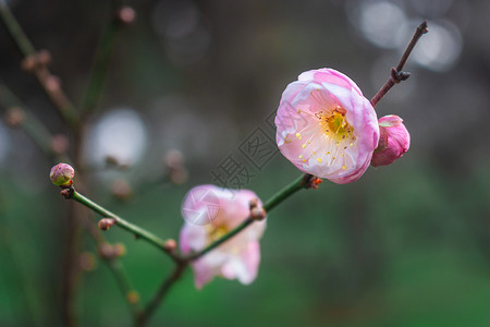 梅花春节慰问暖高清图片