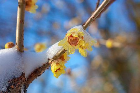 雪中腊梅春天开花树枝高清图片