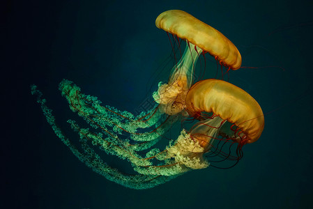水母刺胞动物高清图片