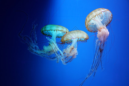 水母水母纲浮游生物高清图片