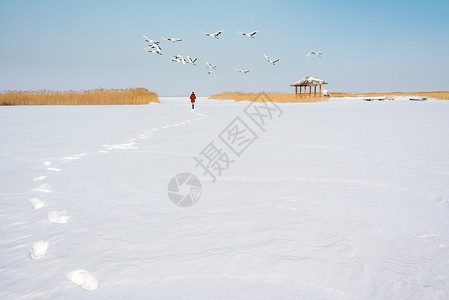 雪地脚印扎龙自然保护区丹顶鹤背景