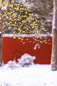 南京明孝陵雪天的腊梅与红墙背景图片