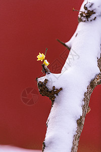 南京明孝陵雪天的腊梅与红墙高清图片