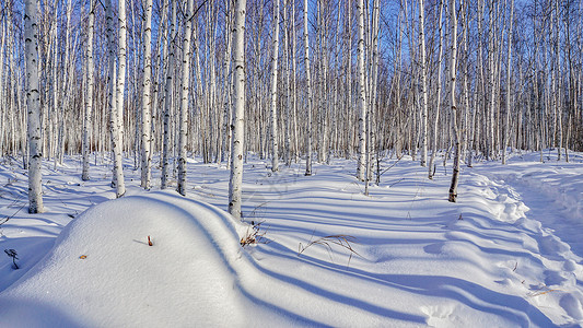 雪地上影子冬天黑龙江省大兴安岭漠河的白桦林背景