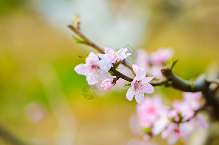 自然花儿素材春天里的粉色桃花背景