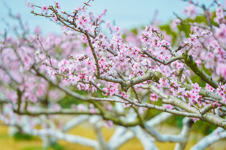 春天里桃花春天里的粉色桃花背景