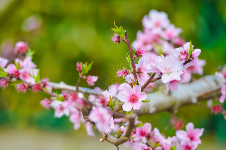 生态农场春天里的粉色桃花背景