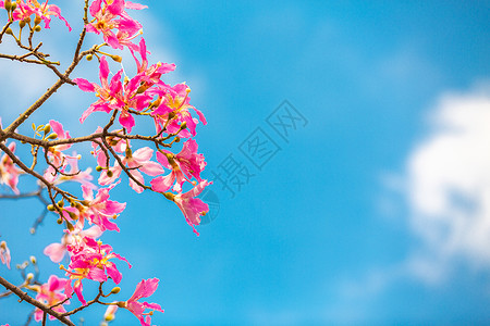 一枝紫荆花春天花朵异木棉花背景