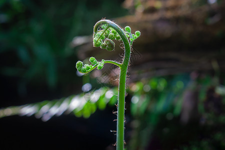 雨水节气图刚发芽的蕨类植物背景