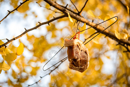 冬天银杏树上晾晒的年货腊肉背景图片