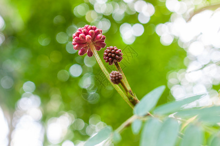 朱缨花蕊雨水发芽高清图片