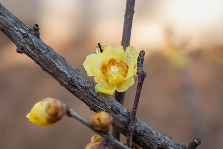 蜡梅赫梅尔昆虫开花高清图片