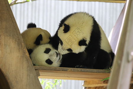 小熊猫玩耍熊猫坐动物高清图片